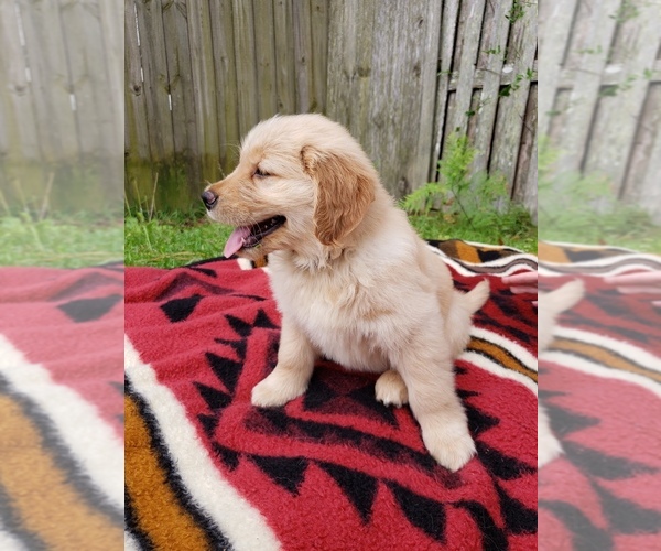 Medium Photo #5 Golden Retriever Puppy For Sale in KINGSLAND, GA, USA