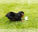 Small #2 Yorkshire Terrier