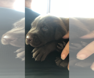 Labrador Retriever Puppy for sale in CARROLLTON, GA, USA