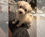 Small Maltipoo-Poodle (Standard) Mix