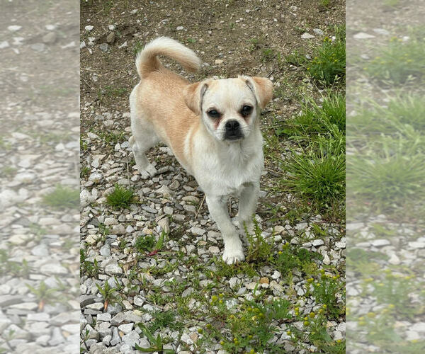 Medium Photo #1 Pug-Unknown Mix Puppy For Sale in Linton, IN, USA