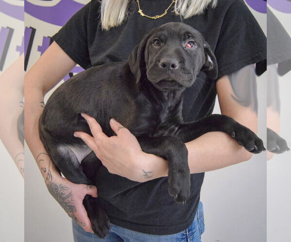 Medium Photo #2 Mutt Puppy For Sale in Huntley, IL, USA