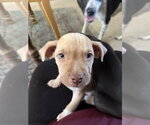 Small #1 Mutt