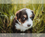 Small Photo #3 Australian Shepherd Puppy For Sale in NEW MADISON, OH, USA