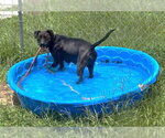 Small #2 Mutt