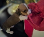 Small #4 Dachshund
