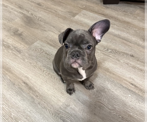 Medium Photo #3 French Bulldog Puppy For Sale in NASHVILLE, TN, USA