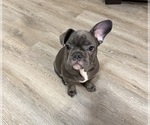 Small #2 French Bulldog