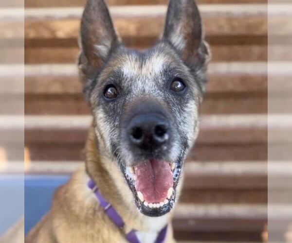 Medium Photo #8 Mutt Puppy For Sale in Stevens Point, WI, USA