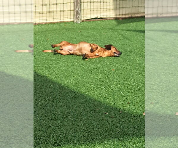 Medium Photo #3 Dachshund Puppy For Sale in oakland, FL, USA