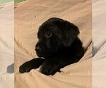 Small Photo #6 Labrador Retriever Puppy For Sale in PUEBLO, CO, USA
