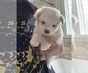 Maltipom Puppy for sale in CONWAY, SC, USA