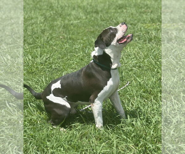 Medium Photo #8 American Pit Bull Terrier-Unknown Mix Puppy For Sale in Virginia Beach, VA, USA