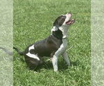Small #7 American Pit Bull Terrier Mix