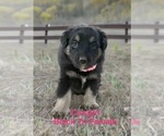 Puppy Cowgirl Australian Shepherd
