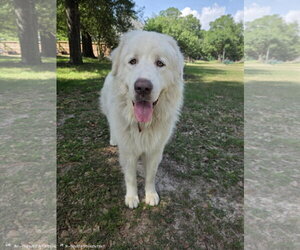 Drake - Male Great Pyrenees Dog for Adoption - Photo #17
