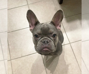 French Bulldog Puppy for sale in FOLSOM, CA, USA