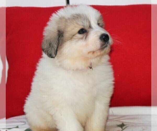 Medium Photo #4 Great Pyrenees Puppy For Sale in CLAYTON, WA, USA