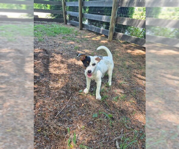 Medium Photo #4 Australian Shepherd-Unknown Mix Puppy For Sale in Techny, IL, USA