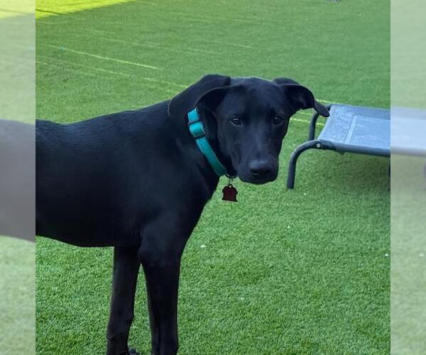 Medium Photo #2 Labrador Retriever-Unknown Mix Puppy For Sale in San Diego, CA, USA