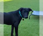 Small #1 Labrador Retriever Mix
