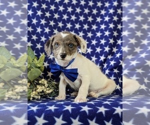 Foodle Puppy for sale in LINCOLN UNIVERSITY, PA, USA