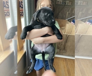 Labrador Retriever Puppy for sale in ATHENS, PA, USA