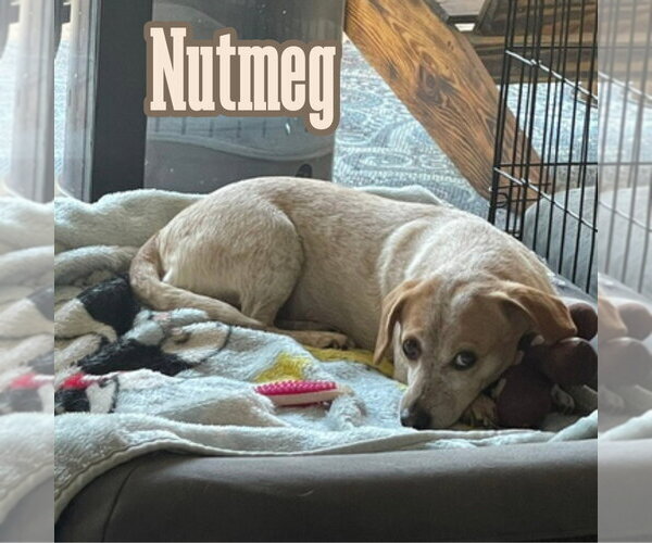 Medium Photo #5 Dachshund-Unknown Mix Puppy For Sale in San Antonio, TX, USA