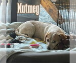 Small #4 Dachshund Mix