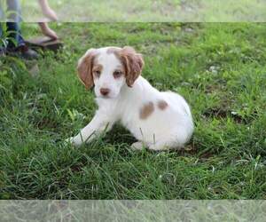 Brittany Puppy for sale in HARMONY, PA, USA