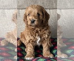 Small Cavapoo (Miniature)