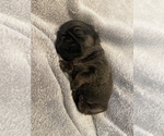 Small Photo #3 Brussels Griffon Puppy For Sale in POWHATAN, VA, USA