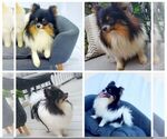 Small Photo #1 Pomeranian Puppy For Sale in SIOUX FALLS, SD, USA
