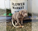 Puppy Frost Labrador Retriever