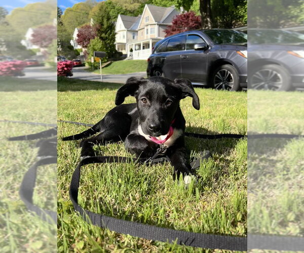 Medium Photo #7 Labrador Retriever-Unknown Mix Puppy For Sale in Brewster, NY, USA