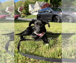 Small #6 Labrador Retriever Mix