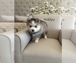 Small #1 Pomsky