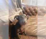 Small #1 Mutt