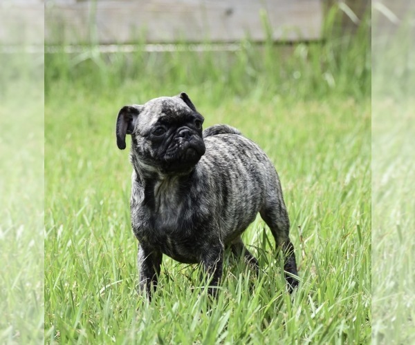 Medium Photo #4 Pug Puppy For Sale in PALM COAST, FL, USA