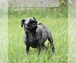 Small #3 Pug