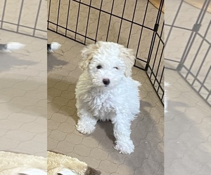 Poodle (Miniature) Puppy for sale in GLOUCESTER, VA, USA