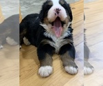 Small Photo #3 Bernese Mountain Dog Puppy For Sale in RICHFIELD SPRINGS, NY, USA