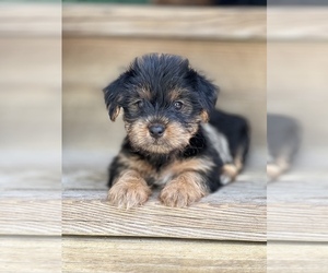 YorkiePoo Puppy for sale in GREENVILLE, NC, USA
