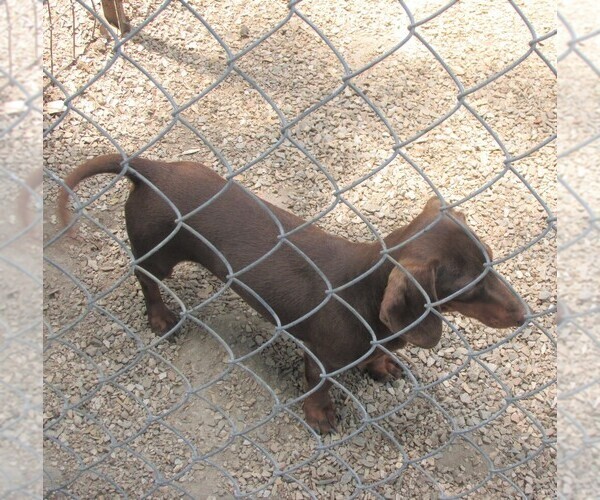 Medium Photo #1 Dachshund Puppy For Sale in RATTAN, OK, USA