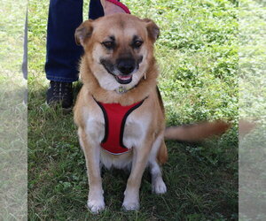 Sadie - Female Labrador Retriever Dog for Adoption - Photo #2