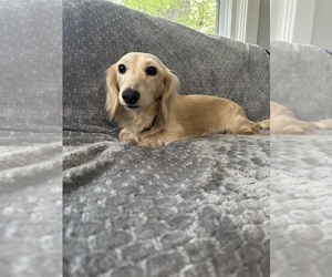 Father of the Dachshund puppies born on 03/04/2025