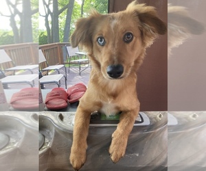 Dachshund-Miniature Australian Shepterrier Mix Puppy for sale in LAKE ORION, MI, USA