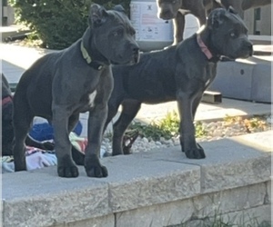 Cane Corso Puppy for sale in JOLIET, IL, USA