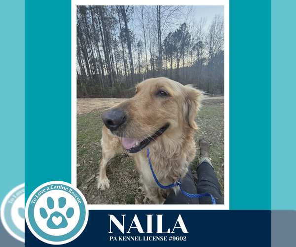 Medium Photo #2 Golden Retriever-Unknown Mix Puppy For Sale in Kimberton, PA, USA