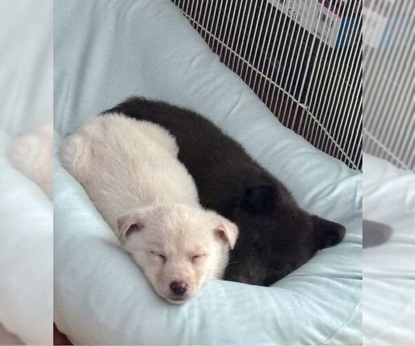 Medium Photo #13 Shepradors Puppy For Sale in Princeton, MN, USA